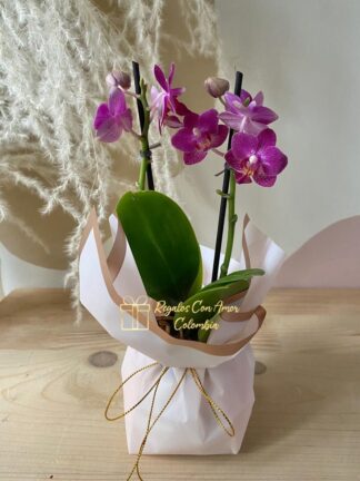 Mata mini Orquídea