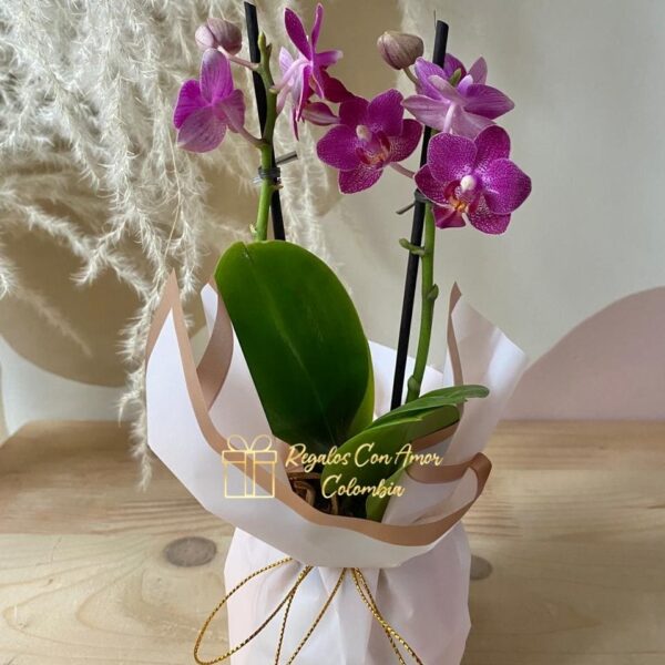 Mata mini Orquídea