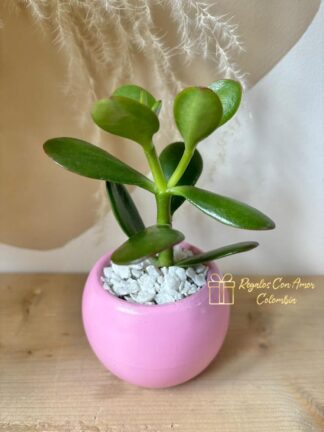 SUCULENTA JADE