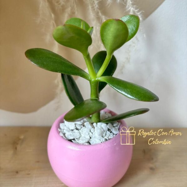 SUCULENTA JADE