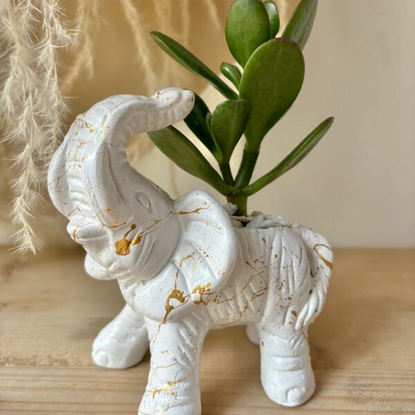 JADE MATERA ELEFANTE